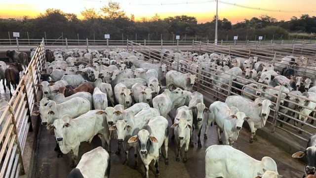 Pecuaristas de Rondônia garantem bônus de Boi China com terminação a pasto