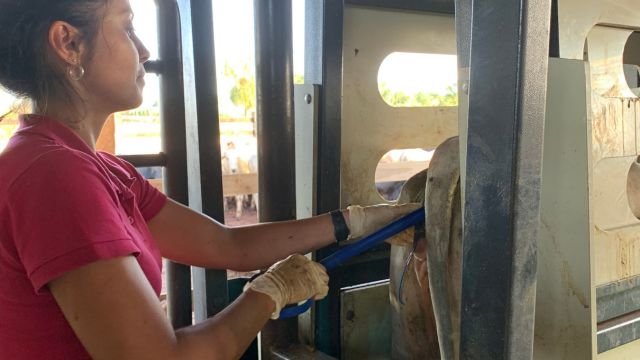 Patrícia fazendo protocolo de IATF no curral da fazenda. Foto: Acervo pessoal