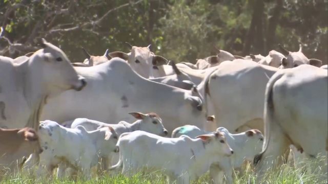 Novo protocolo da Embrapa potencializa precocidade reprodutiva em bovinos de corte