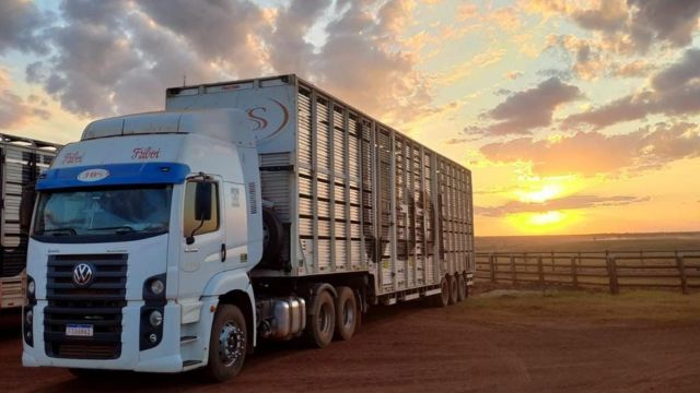 Caminhões boiadeiros se adaptam para receber animais mais jovens e pesados