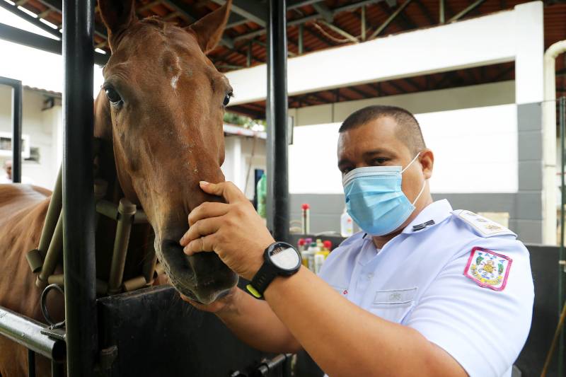 Dia do Médico Veterinário Militar: conheça as curiosidades e a importância da profissão