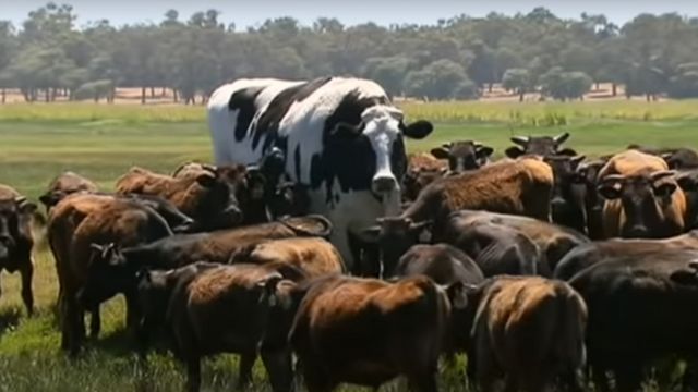 Conheça o Knickers, o boi gigante australiano