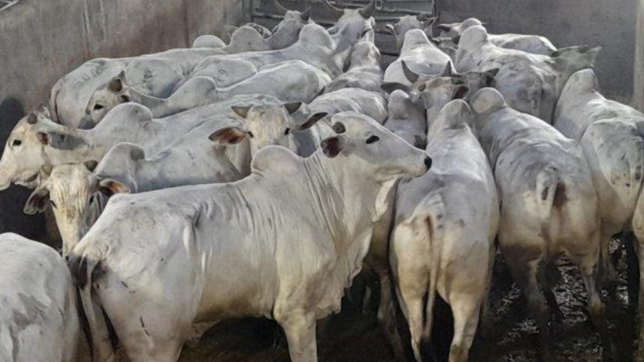 Friboi reinaugura frigorífico de Juara, MT. Abates começam na segunda, 17