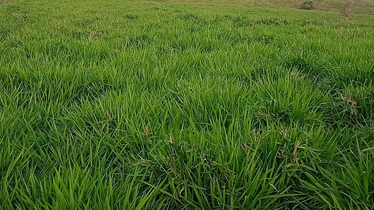 Detalhe da área cultivada com o capim Camello. Foto: Wagner Pires