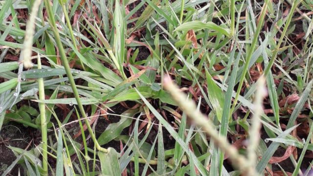 Capim Pangola com alta infestação de plantas daninhas. Saiba como controlar