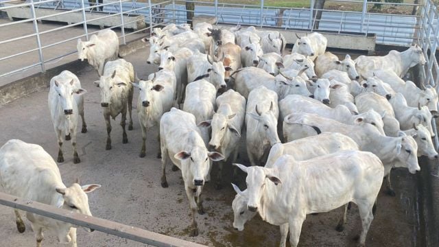 Lote de novilhas Nelore campeãs da fazenda São Rafael. Foto: Divulgação