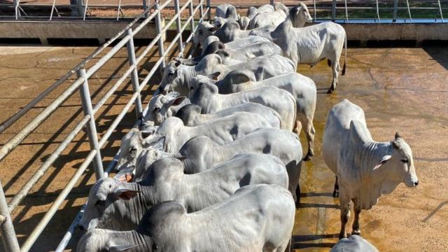 Circuito Nelore de Qualidade: conheça os vencedores da etapa de Araguaína (TO)