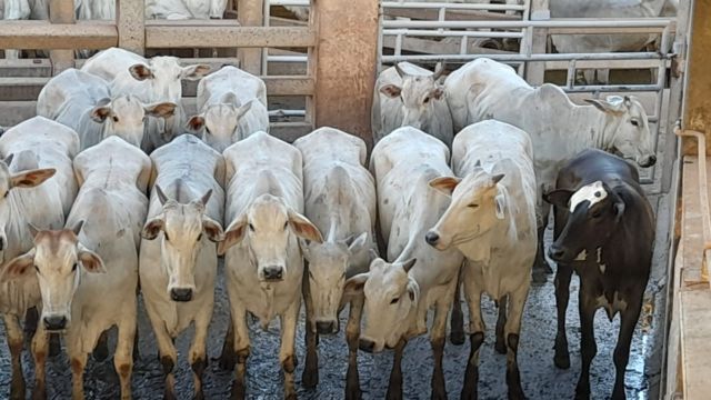 Novilhada de até dois dentes surpreende na hora do abate em MS