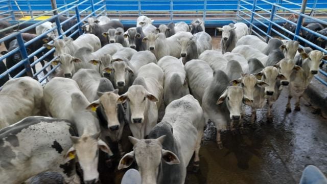 Boitel é estratégia de pecuaristas para fazer gado ultrapassar 22@ em SP