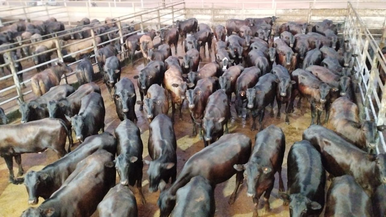 Cruzamento industrial no Pará garante novilhada de primeiríssima qualidade