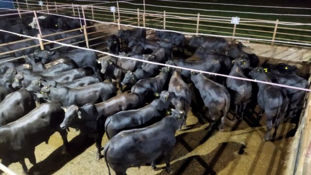 Boiada Angus de 18 meses é o verdadeiro lote “quebra gancho” com 22@ em MS