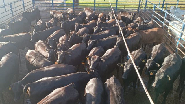 Pecuarista de MT “já chega com zap mão” e garante o maior bônus com novilhada top