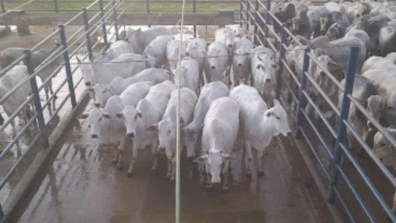 Lote novilhas campeãs da fazenda Cadore, em Campos de Júlio (MT). Foto: Divulgação