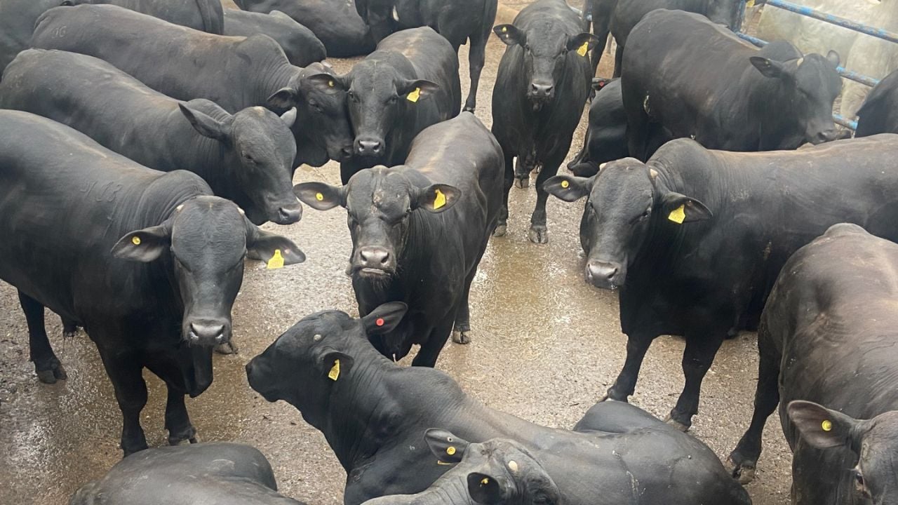 Gadão meio-sangue Angus e Nelore surpreende com mais de 26@ em Goiás