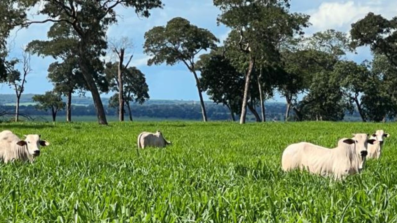 Revolução no pasto: biofertilizante potencializa o crescimento do capim