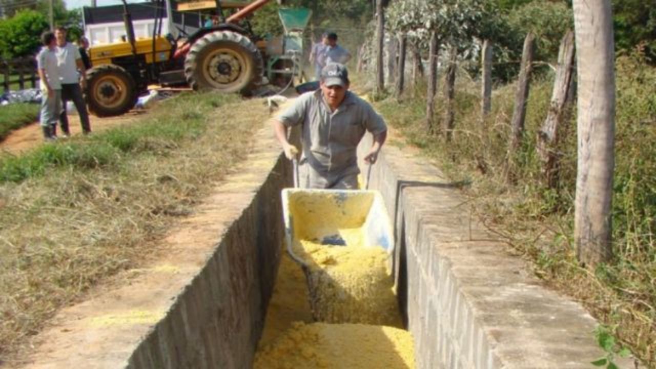 Inoculantes: como tornar a fermentação da silagem mais rápida e eficiente