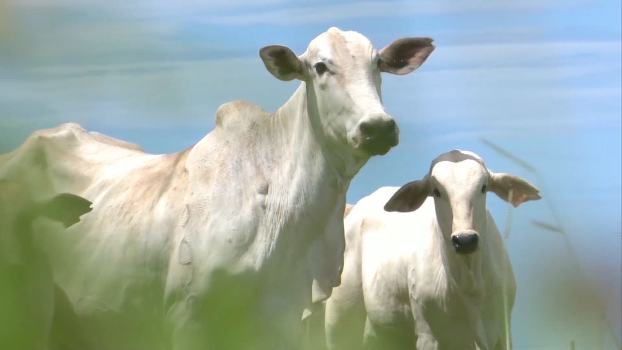 Papilomatose bovina: saiba o que é, as causas e como tratar