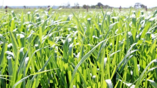 Variedade do capim Quênia. Foto: Divulgação/Embrapa