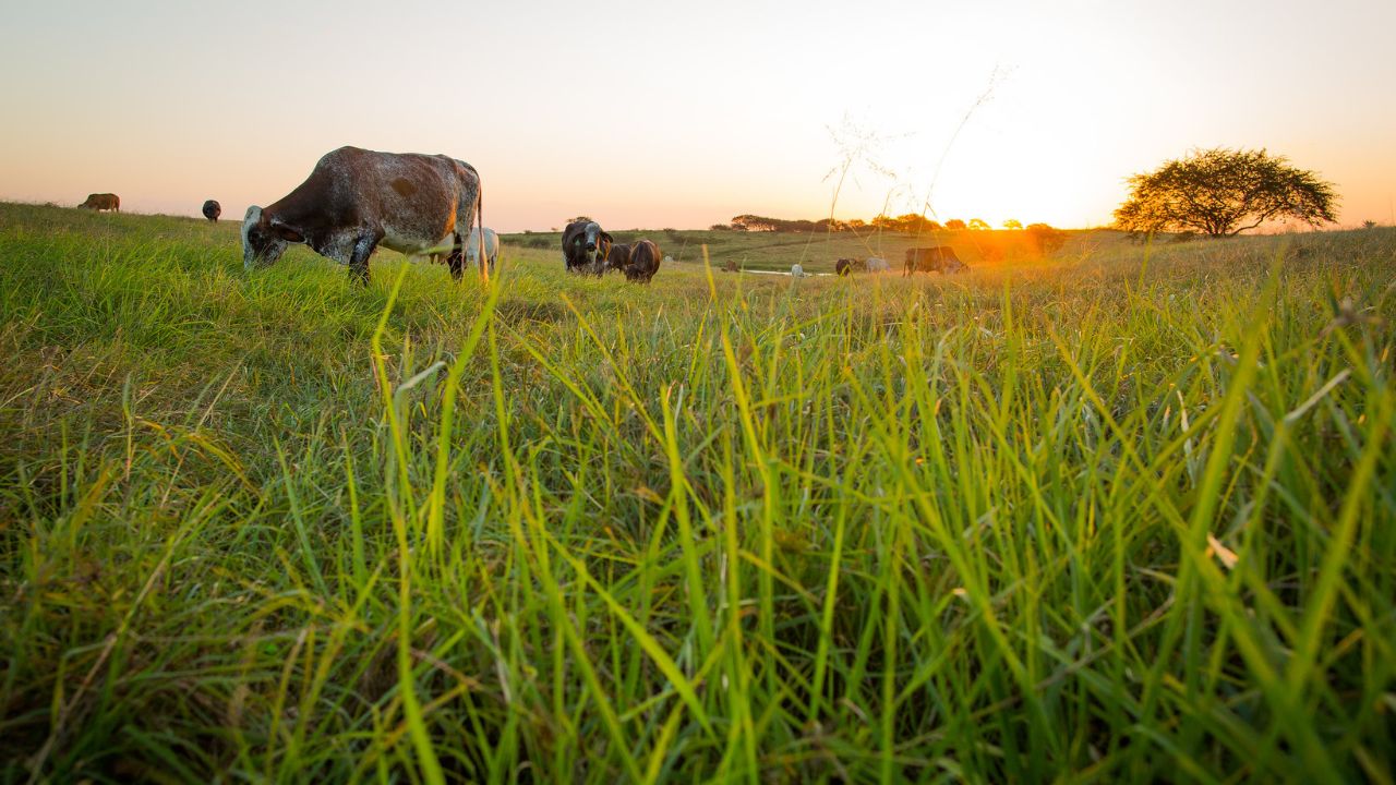 Pasto diferido não cacheou este ano. Saiba o que pode estar acontecendo