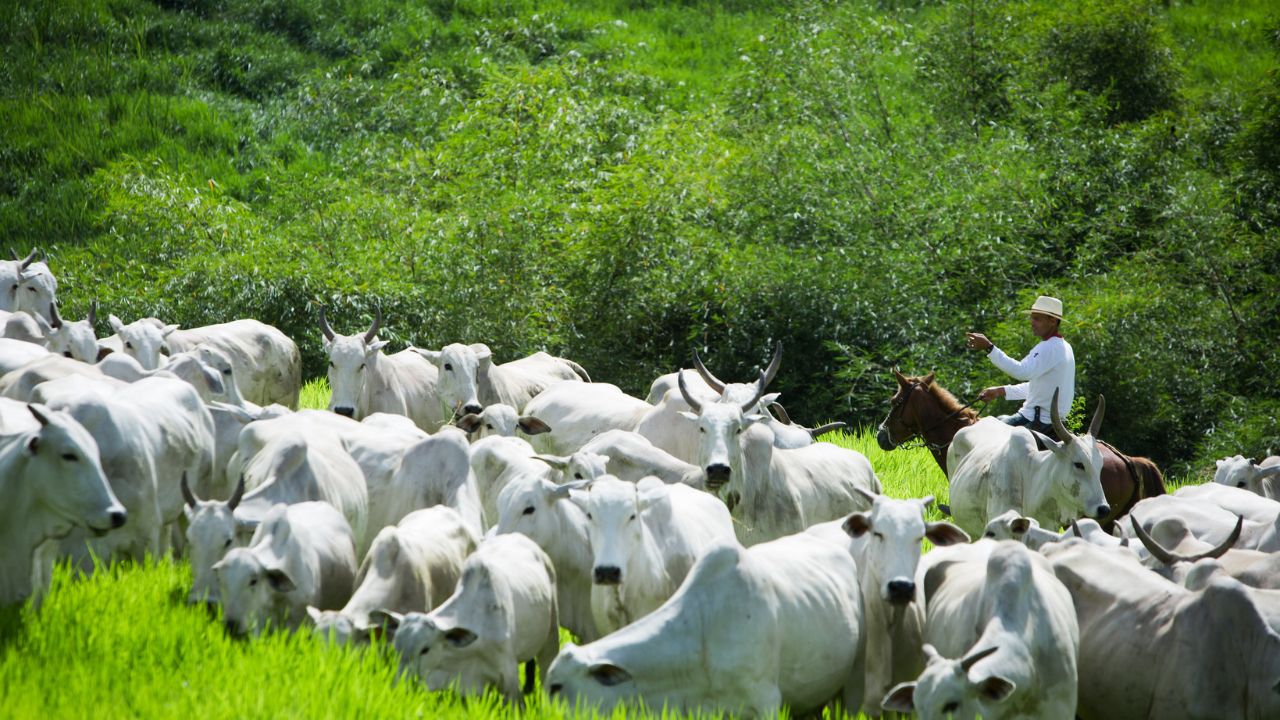 Pasto: acerto no manejo é o “insumo” para produzir arrobas mais baratas