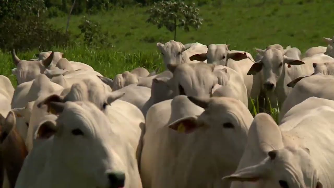 Mesmo limpa, ferida no boi se alastra! Saiba as causas e como curar