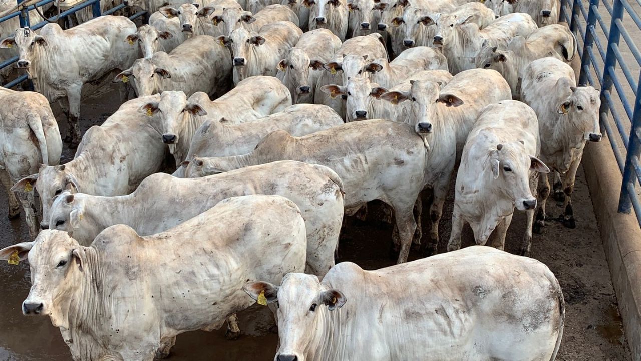 Pecuarista de MT não “abaixa a régua” e termina novilhas Nelore com mais de 18@