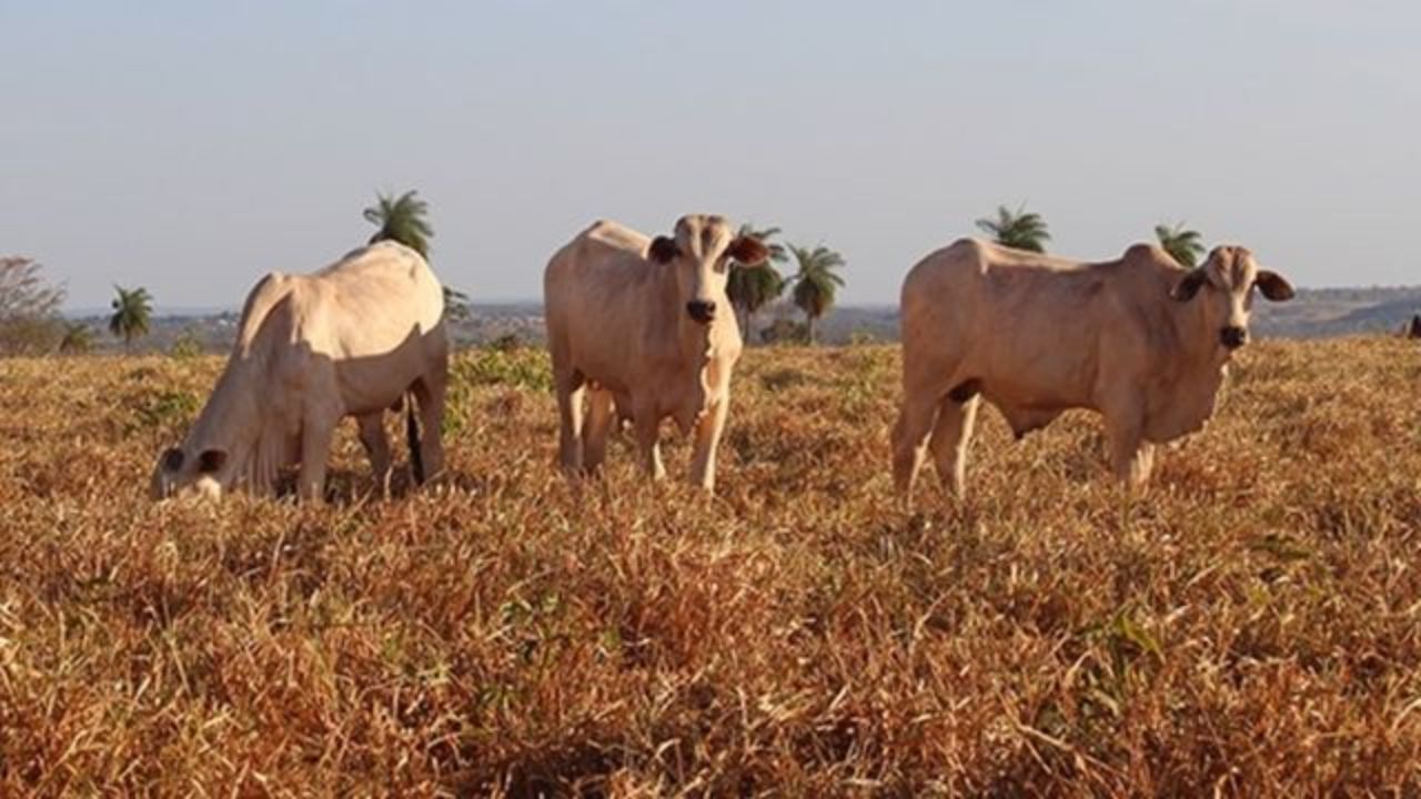 Capim passou do ponto? Saiba como manejar o pasto e evitar prejuízos