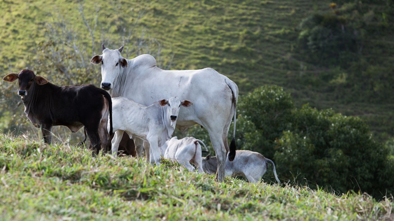 Pasto na seca: 20 dicas para amenizar os danos e prejuízos