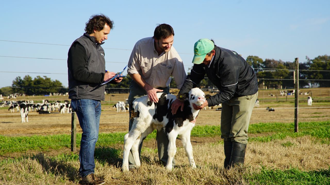 Técnicos veterinários avaliando bovino em área de pasto. Foto: Divulgação/Boehringer Ingelheim