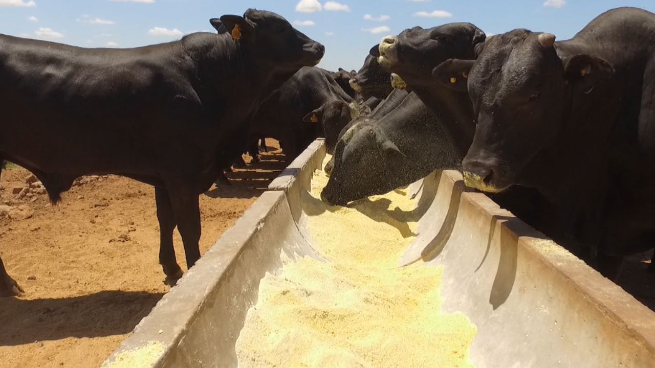 Bovino de carne premium: que tipo ou categoria de animal é mais eficiente no cocho?