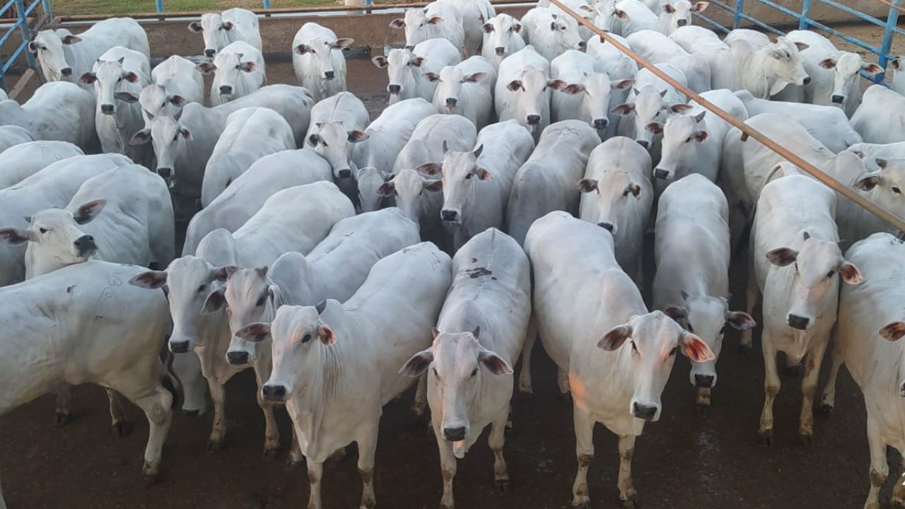 Água Boa recebe mais 400 animais em etapa do Circuito Nelore de Qualidade