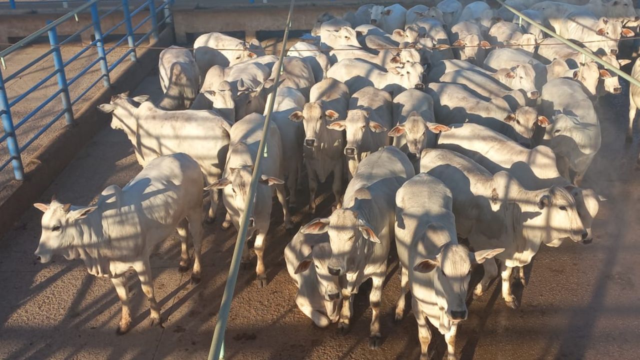 Detalhe de um dos lotes a ser avaliados em Colíder (MT). Foto: Divulgação