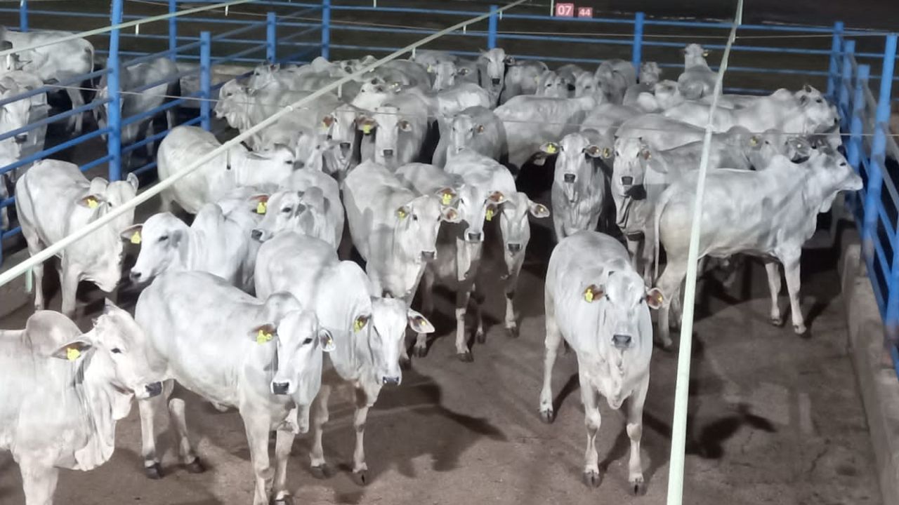 Lote de novilhas avaliadas em Colíder (MT). Foto: Divulgação