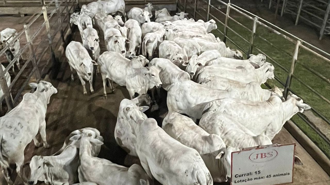 Lote de novilhas avaliadas em Confresa (MT). Foto: Divulgação