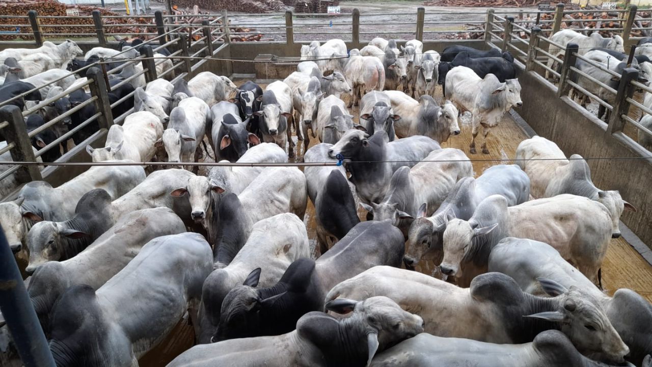 Pecuaristas baianos turbinam o cocho e o pasto na produção de gado de qualidade