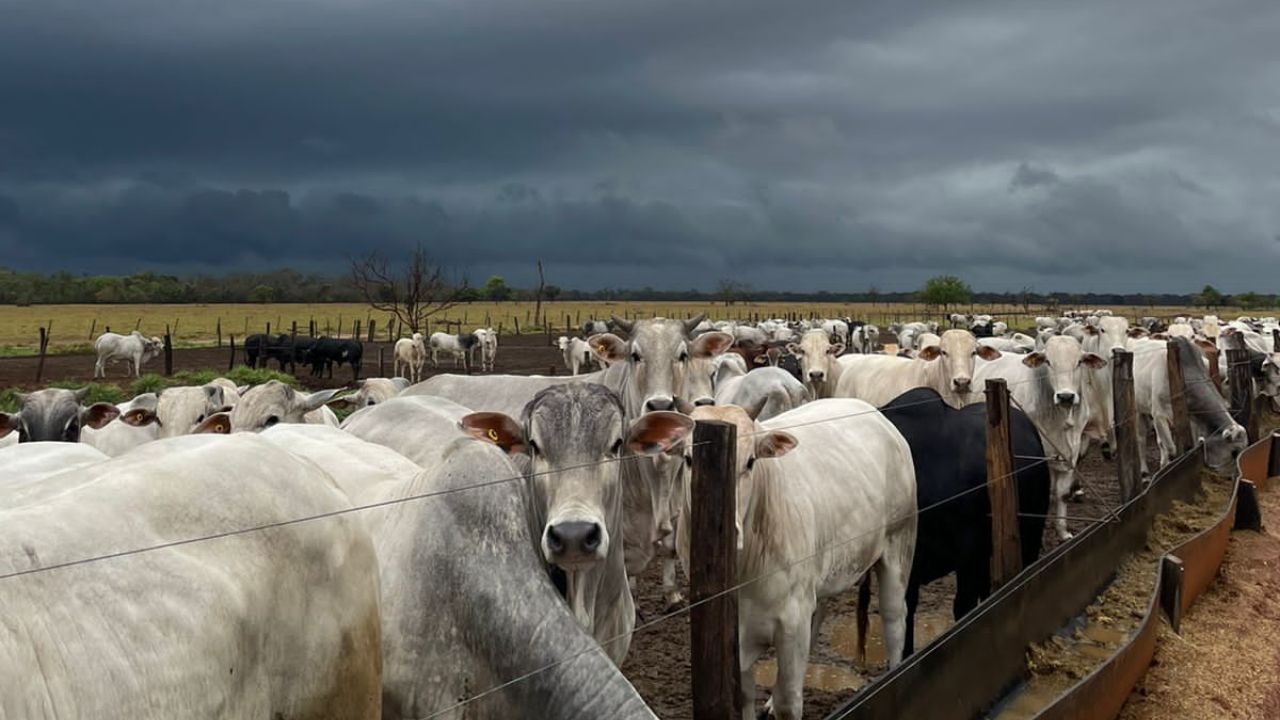 Temporais são esperados em áreas de pecuária. Confira os detalhes