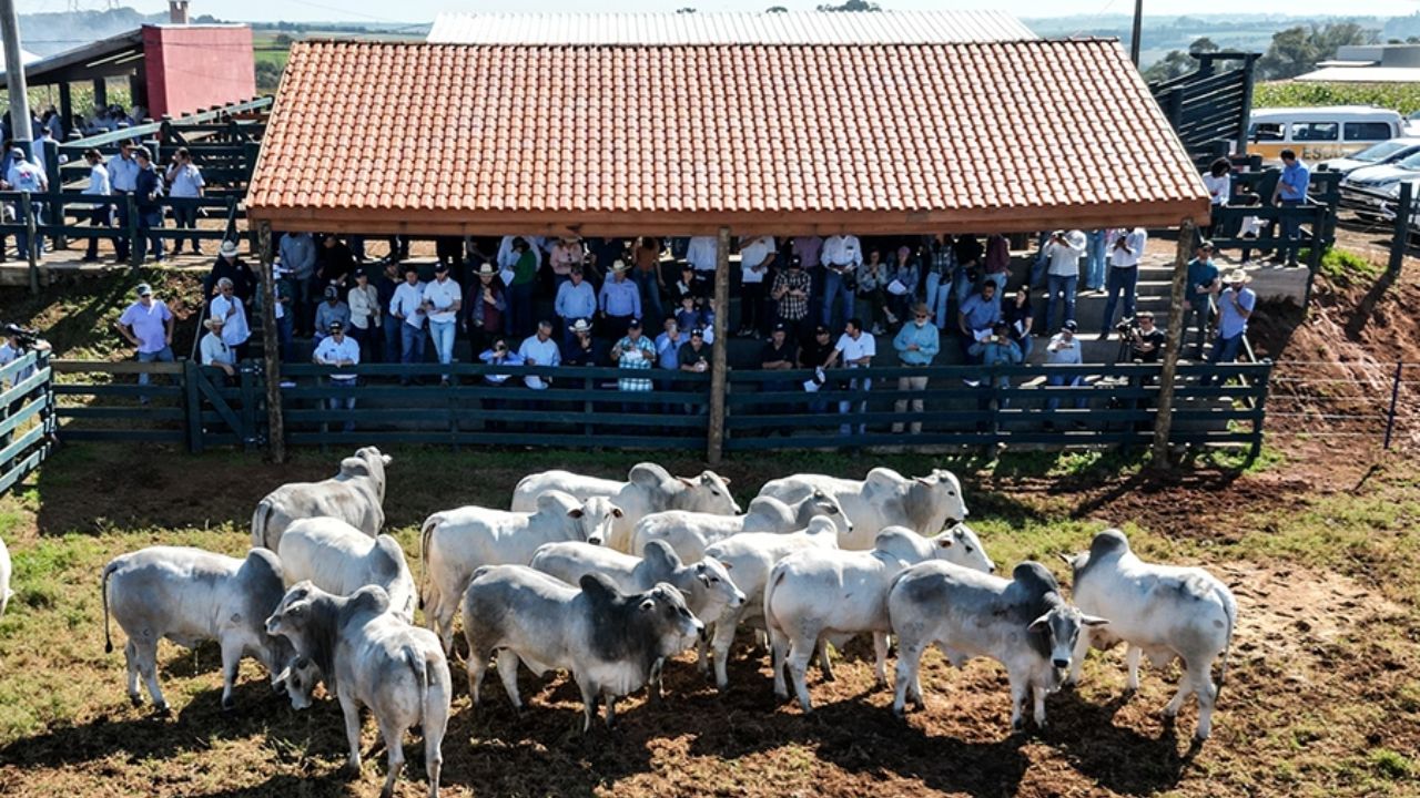 Nelore: provas de desempenho buscam genética de touros de carne premium