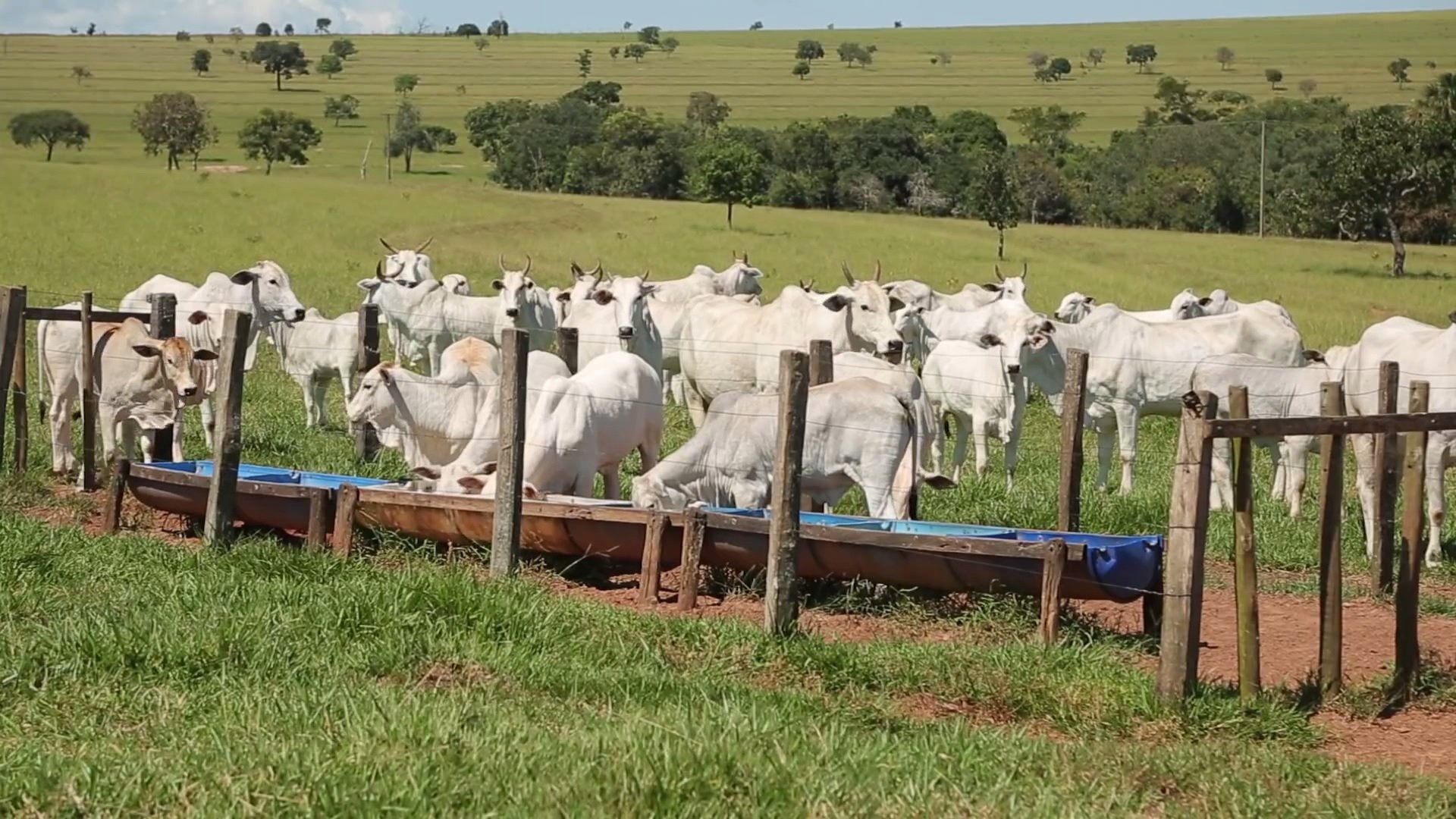 As dimensões da estrutura dependem da quantidade de animais a serem suplementados.