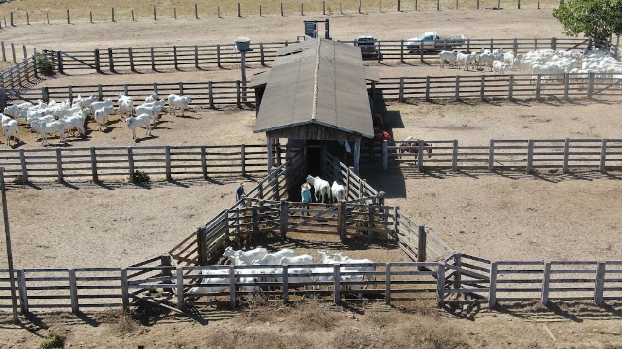 Manejo dos lotes de novilhas. Foto: Divulgação/MSD Saúde Animal