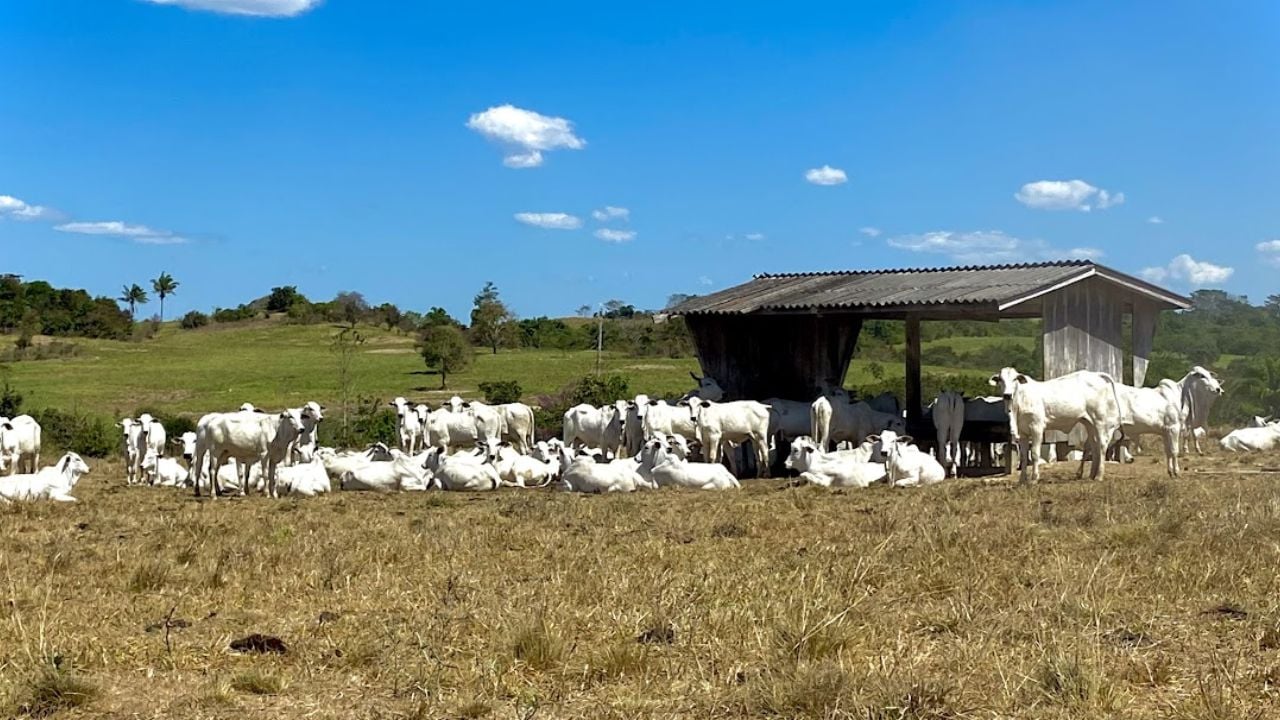 Manejo sem estresse faz novilha emprenhar 4,6% a mais, diz estudo inédito