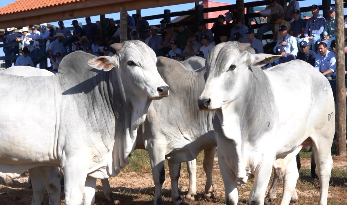 Programas de melhoramento genético apertam o cerco na busca por touros eficientes