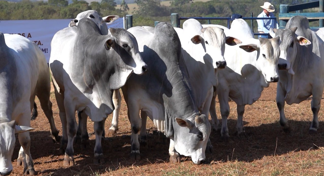 Consumo Alimentar Residual (CAR): entenda sua importância na seleção de touros