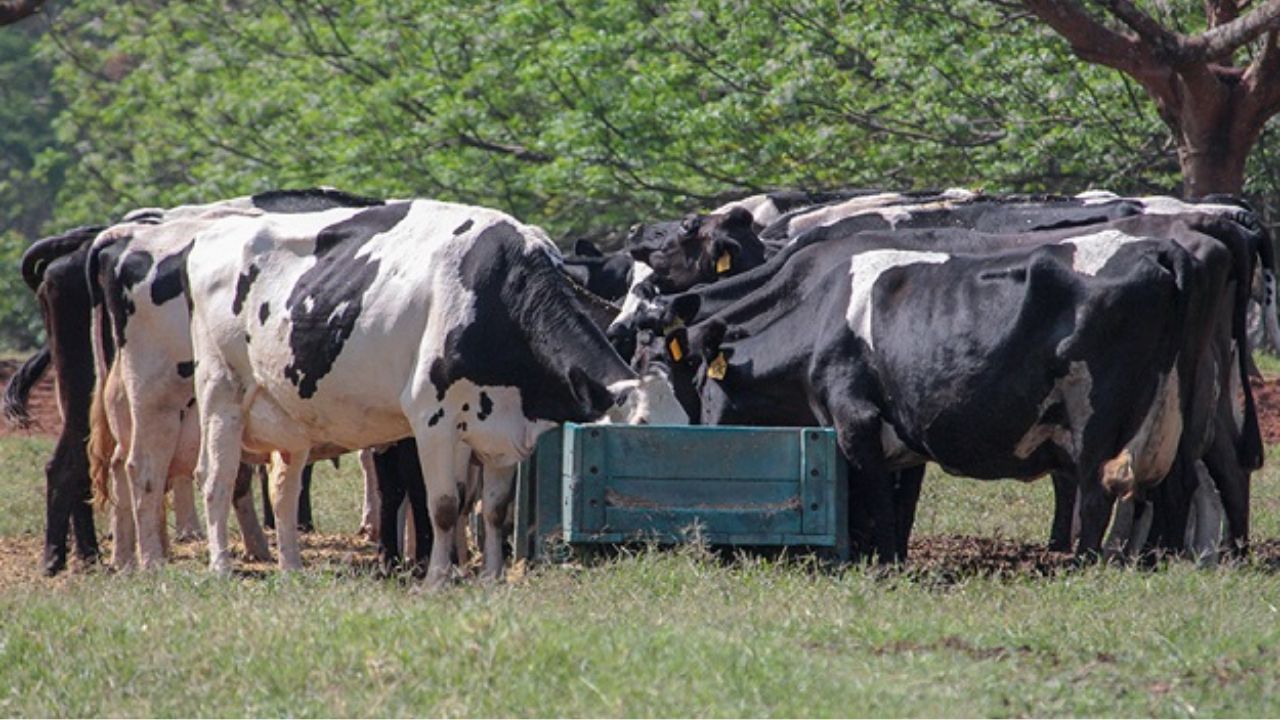 Vacas leiteiras comendo ração. Foto: Divulgação