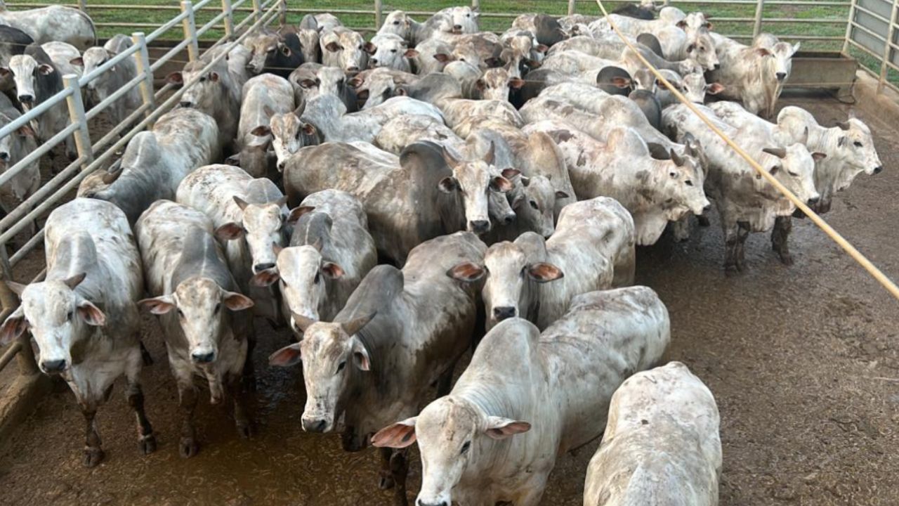 Boiada de quebrar o gancho do frigorífico chega a quase 26@ em MT