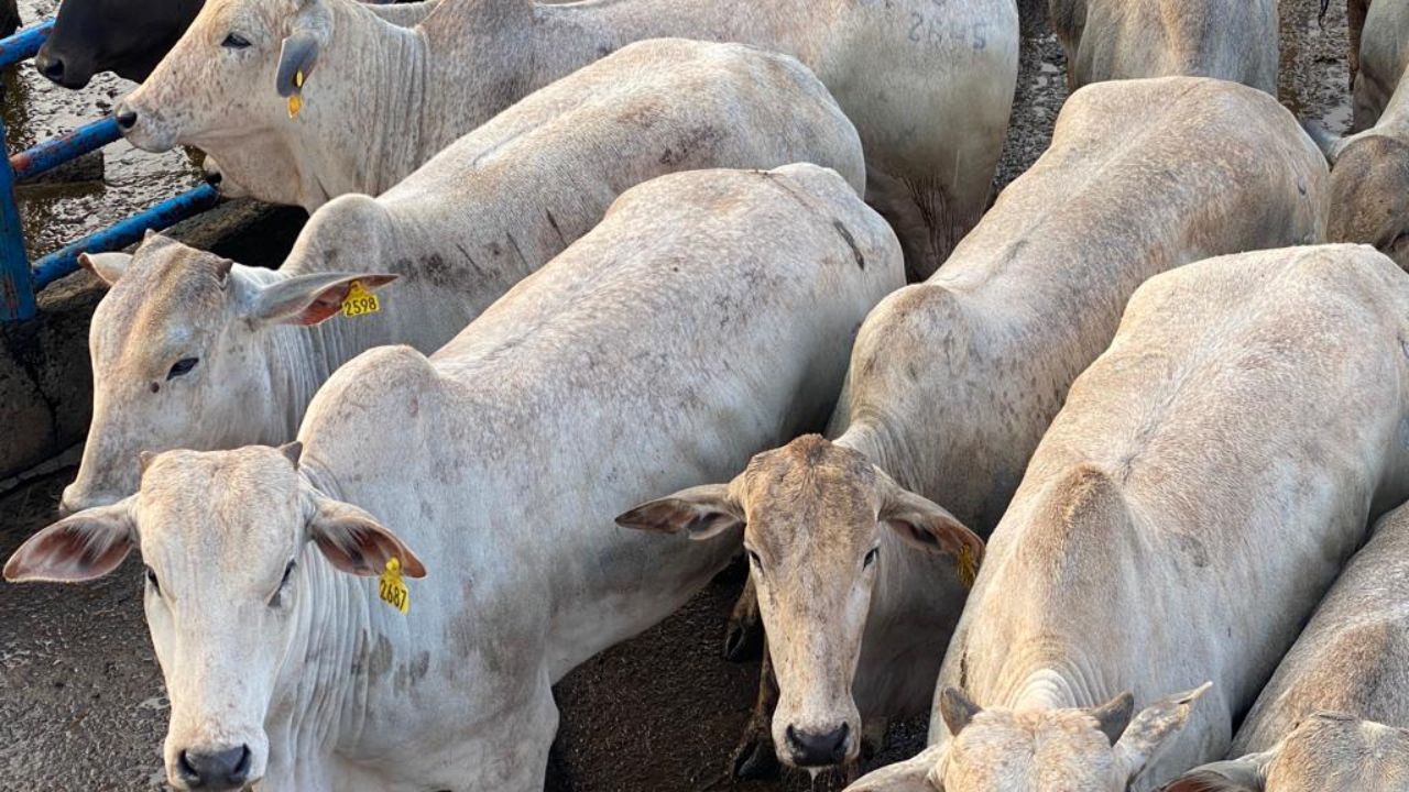 Novilhas Nelore zero dentes garantem bônus pelo Precoce MS