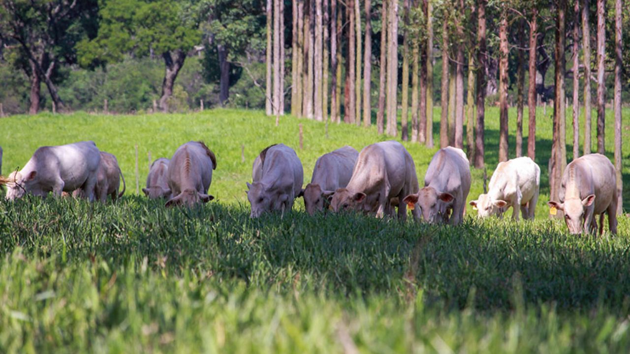 Bovinos pastejando o capim em área de pasto com integração com árvores. Foto: Divulgação/Embrapa Pecuária Sudeste