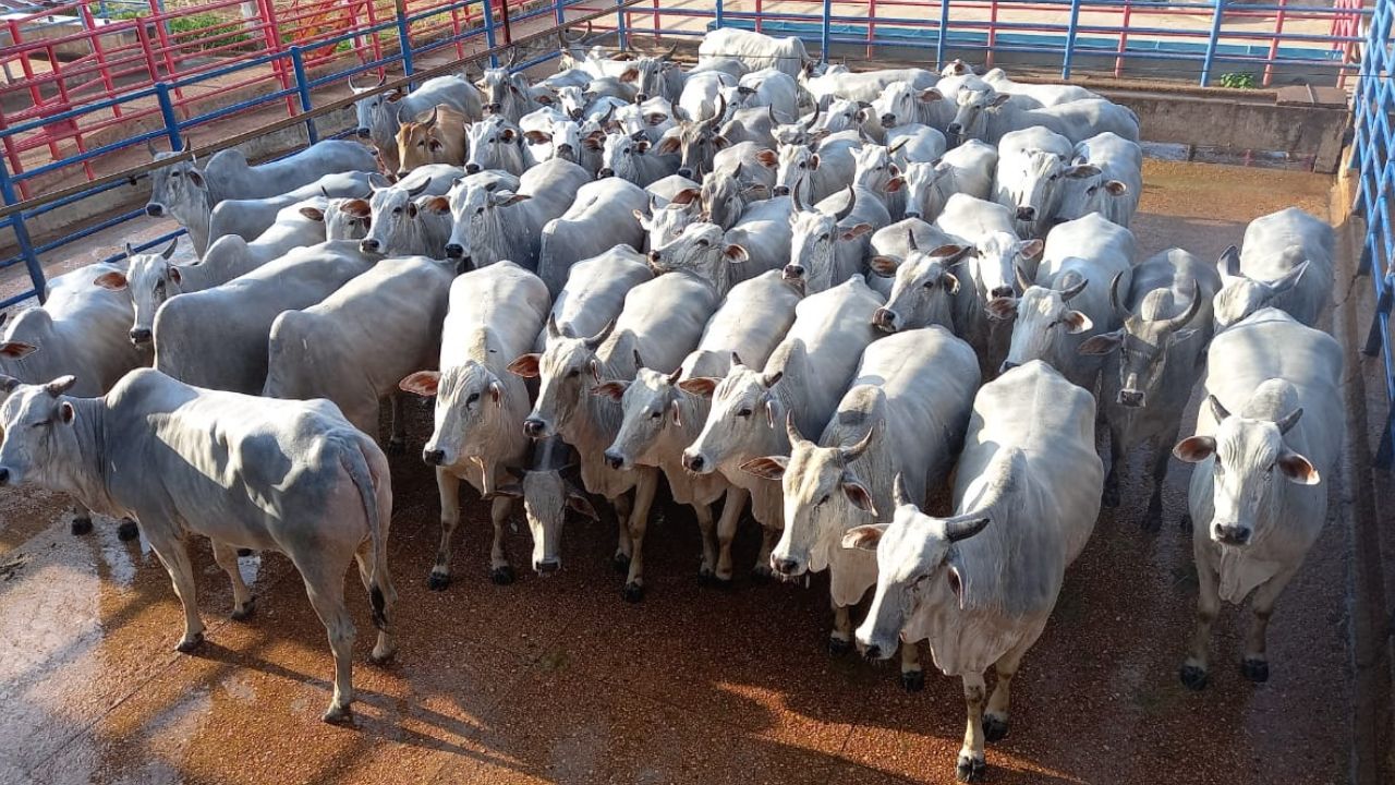 Novilhada surpreende com bom acabamento e peso em MT