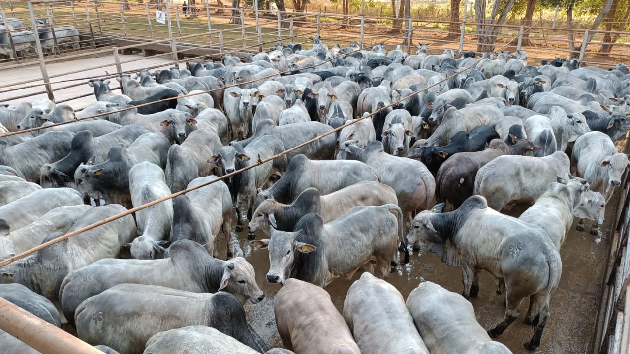 Boiada Nelore bruta e bem acabada chega a 20,5@ em Mato Grosso