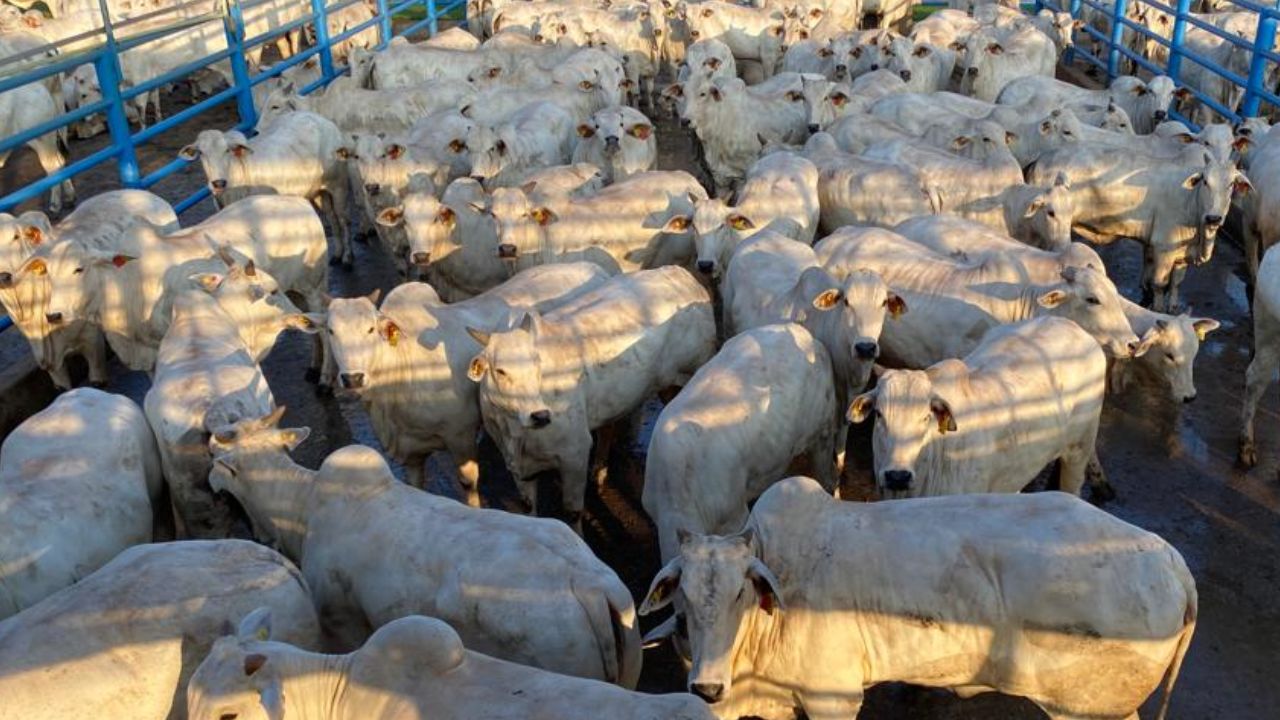 Novilhada bruta de boa de 22@ tem destino certo de Goiás para a Europa