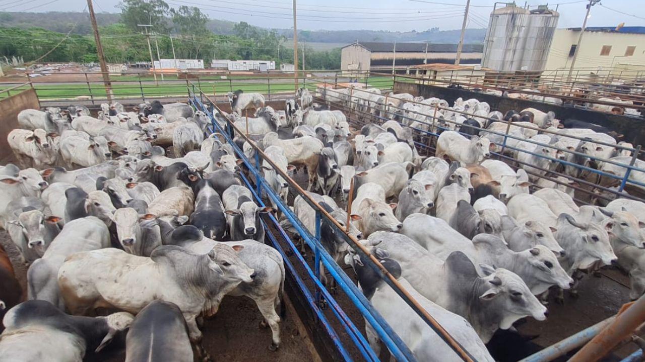 Pecuarista termina Boi China com quase 21@ de média em Minas Gerais